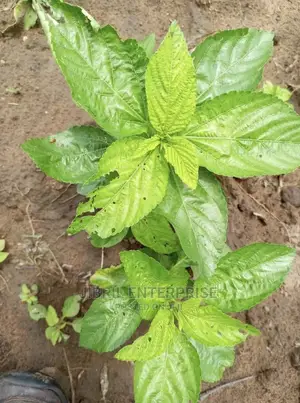 Broad Leaves Egyptian Spinach(Corchorus Olitorius)