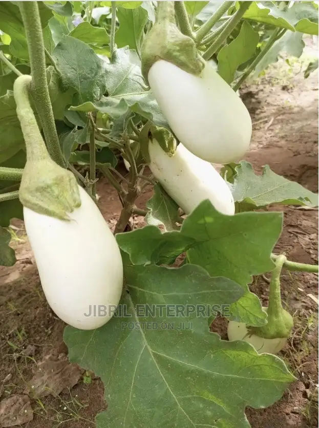 Easter Eggplant