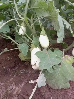 Easter Eggplant