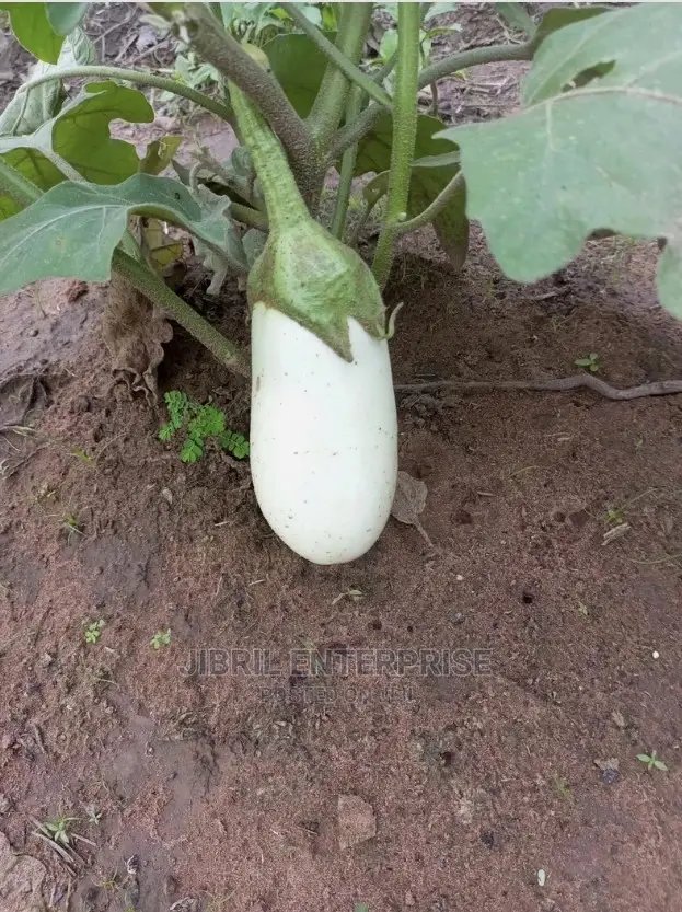 Easter Eggplant