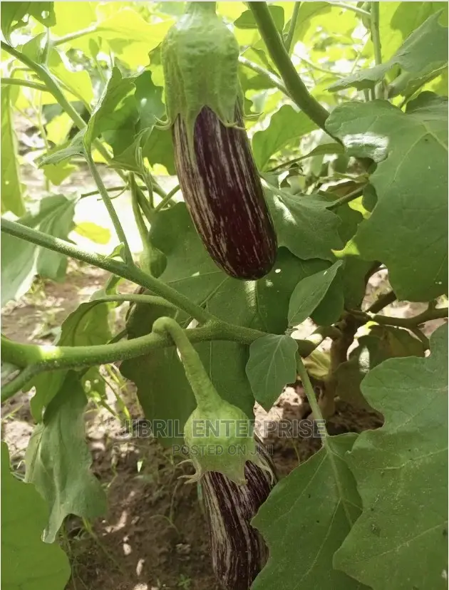 Magenta Melongena Eggplant