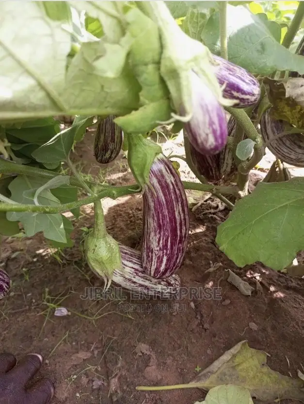 Magenta Melongena Eggplant