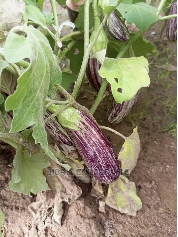 Magenta Melongena Eggplant