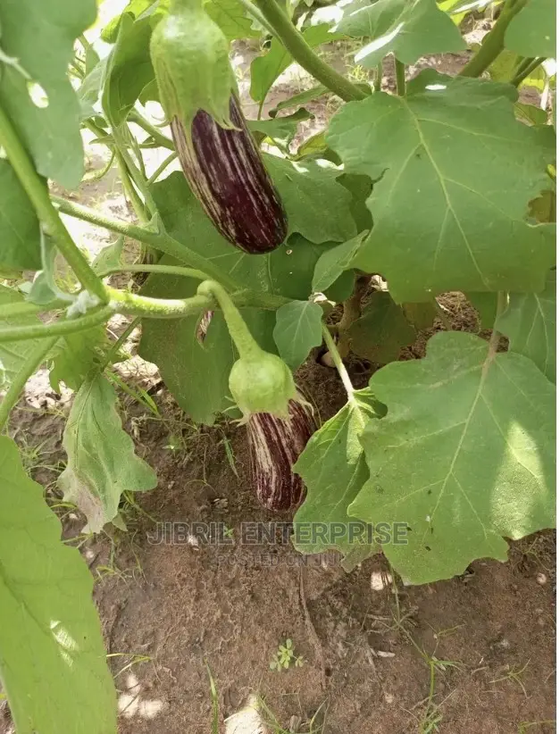 Magenta Melongena Eggplant