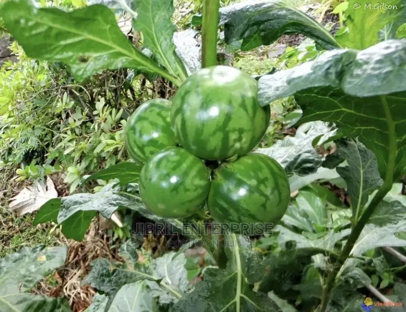 Green Eggplant(Solanum Macrocarpon)