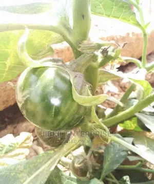 Green Eggplant(Solanum Macrocarpon)