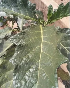 Green Eggplant(Solanum Macrocarpon)