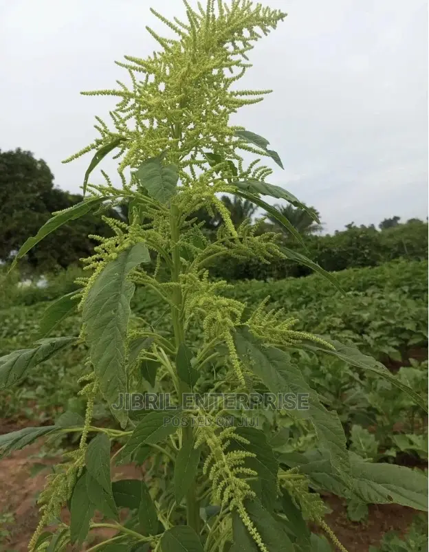Green Amaranth