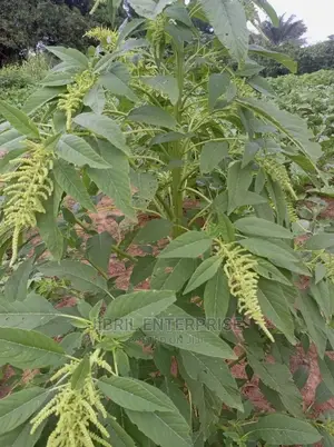 Green Amaranth