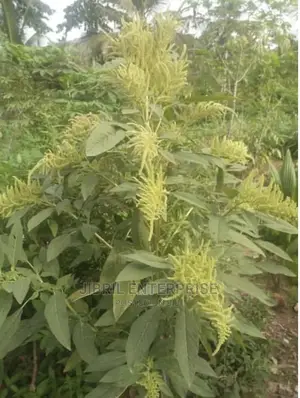 Green Amaranth