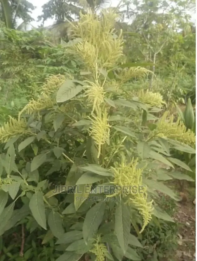 Green Amaranth