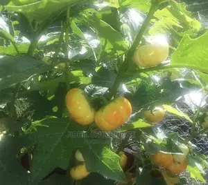 White Ribbed Eggplant