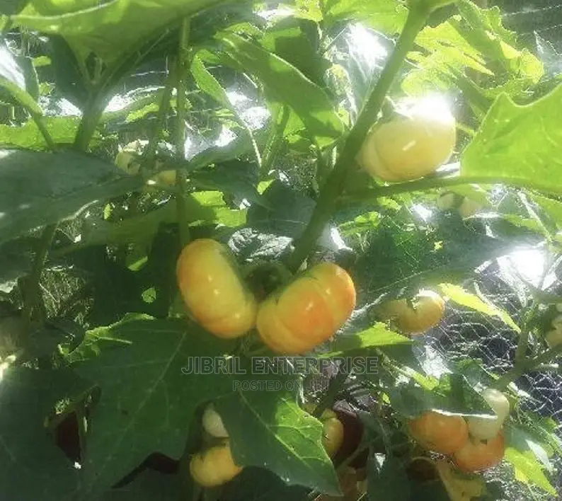 White Ribbed Eggplant