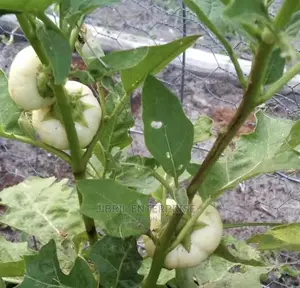 White Ribbed Eggplant