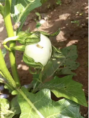 White Solanum Macrocarpon