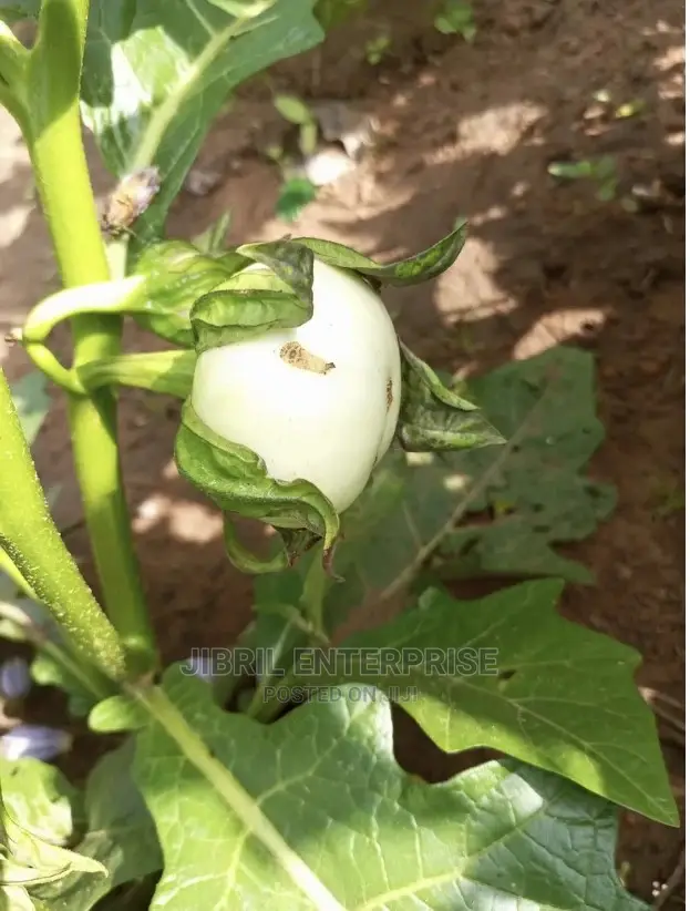 White Solanum Macrocarpon