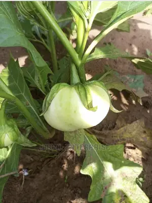 White Solanum Macrocarpon