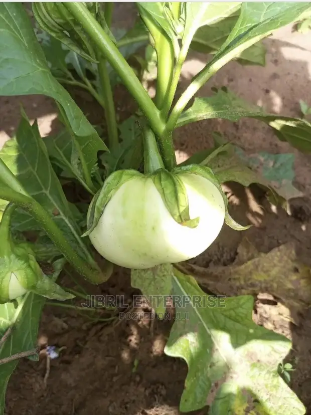 White Solanum Macrocarpon