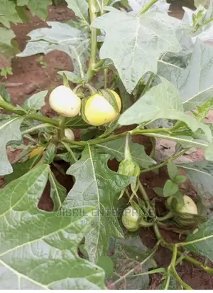 White Solanum Macrocarpon