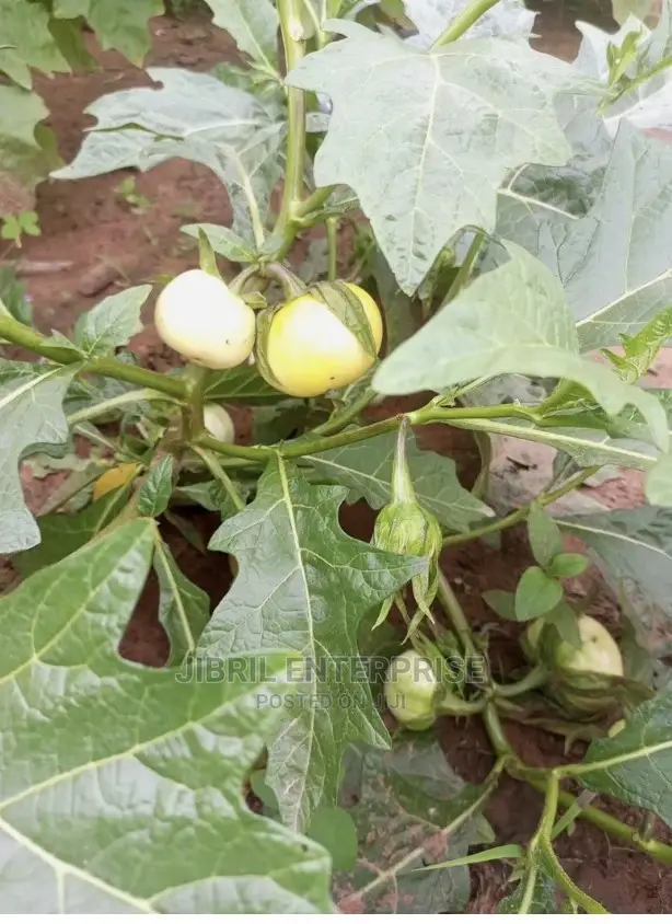 White Solanum Macrocarpon