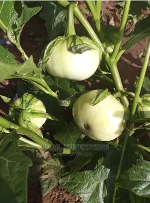 White Solanum Macrocarpon