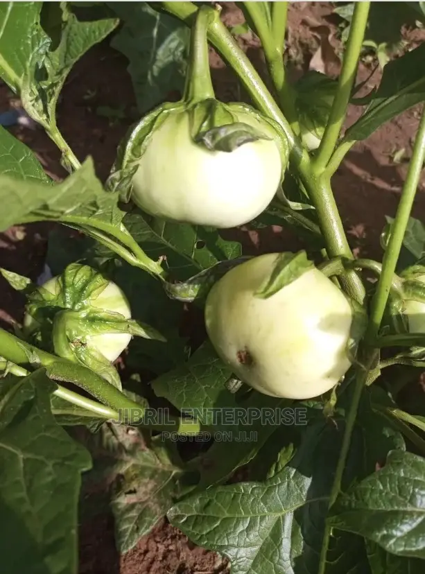 White Solanum Macrocarpon