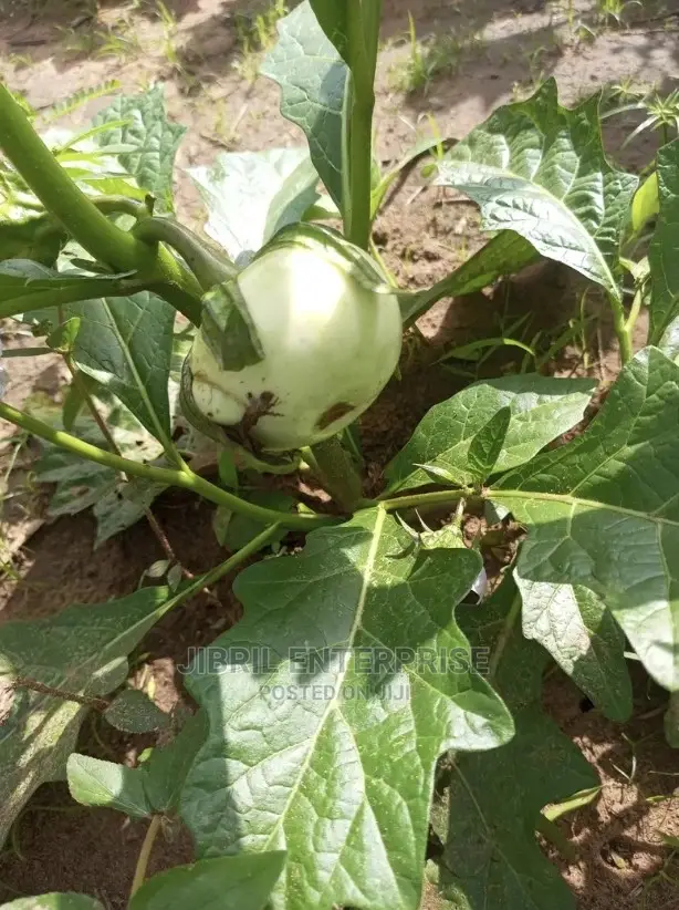 White Solanum Macrocarpon