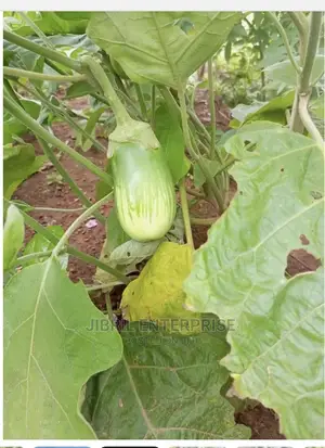 Green Stripped Eggplant