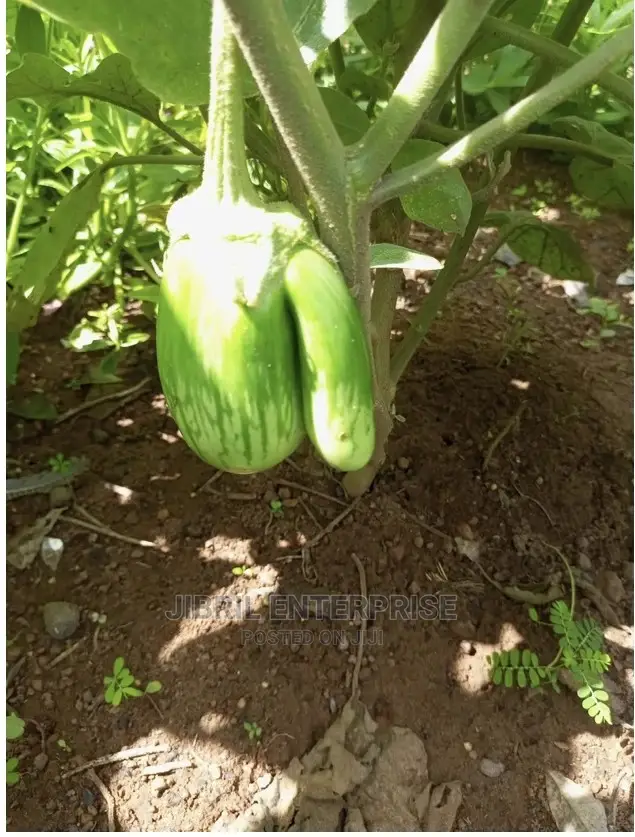 Green Stripped Eggplant
