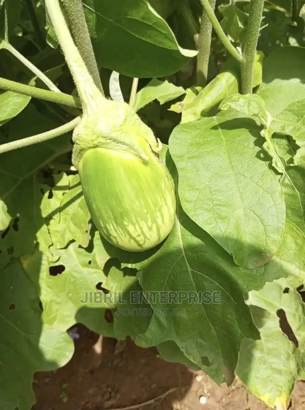 Green Stripped Eggplant