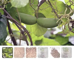 Mondia White, Whitei’S Ginger