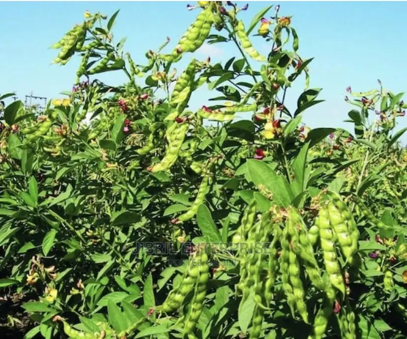White Pigeon Pea(Cajanus Cajan), 1kg /50gh