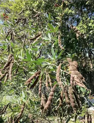 White Pigeon Pea(Cajanus Cajan), 1kg /50gh