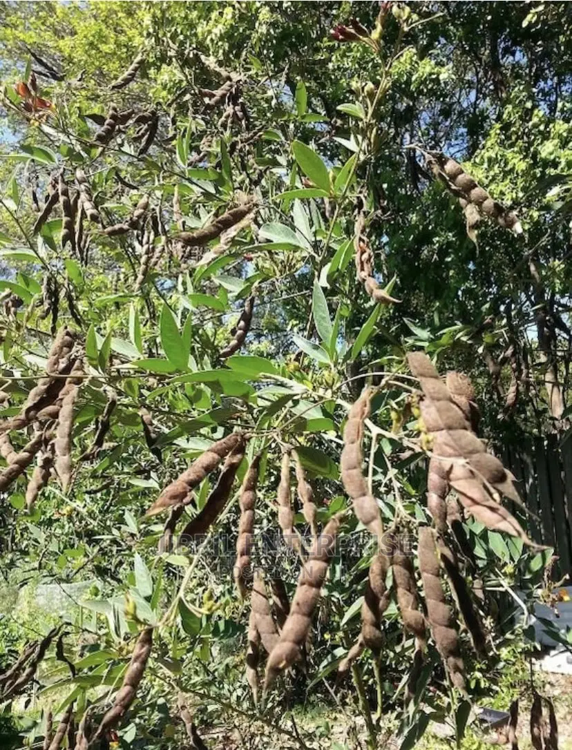 White Pigeon Pea(Cajanus Cajan), 1kg /50gh