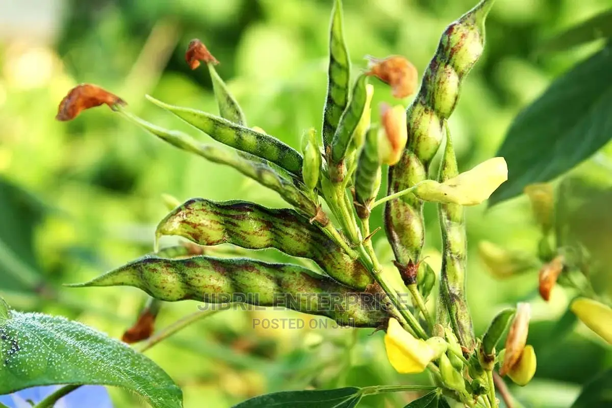 Brown Pigeon Pea, 1kg /45gh