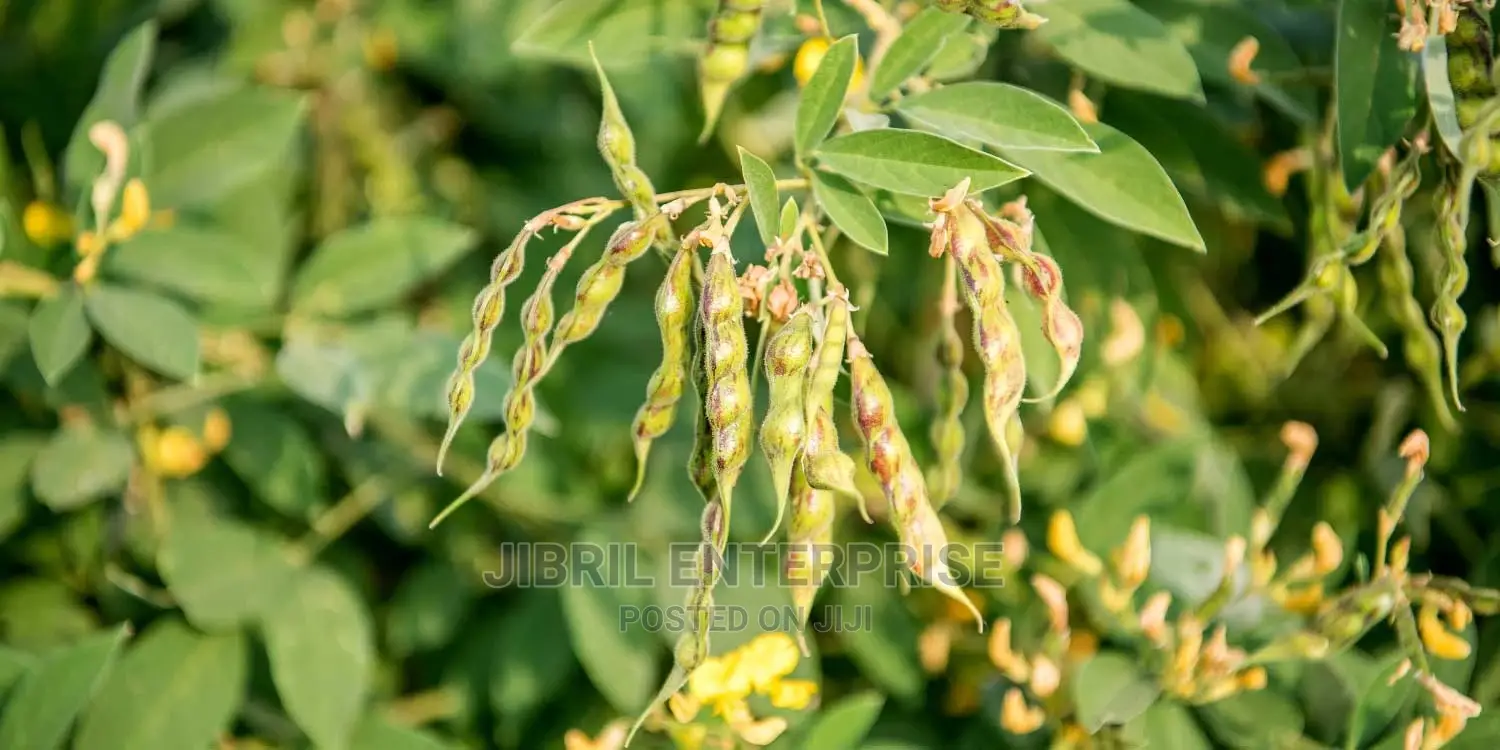 Brown Pigeon Pea, 1kg /45gh