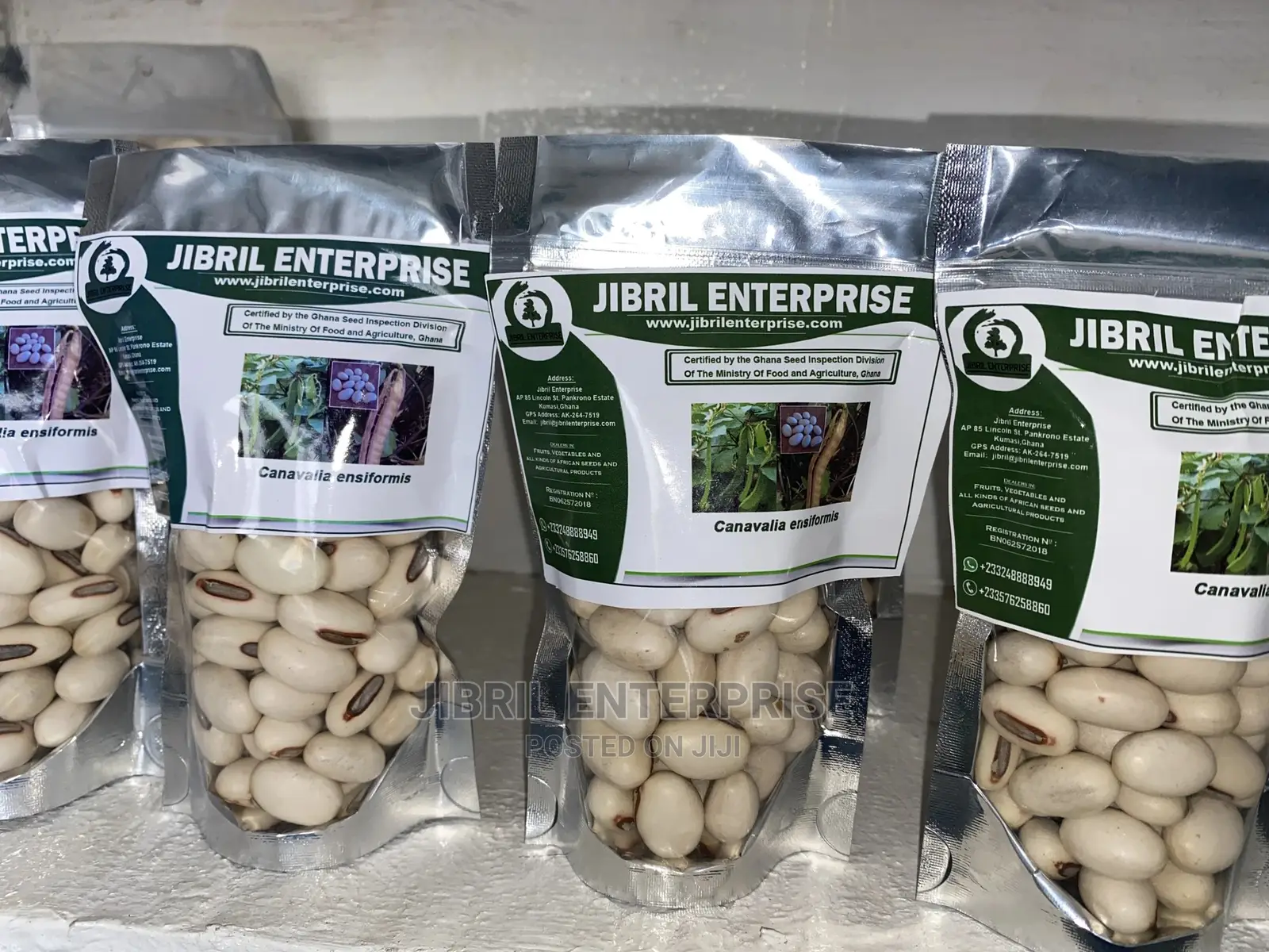 Jack Beans (Canavalia Ensiformis)