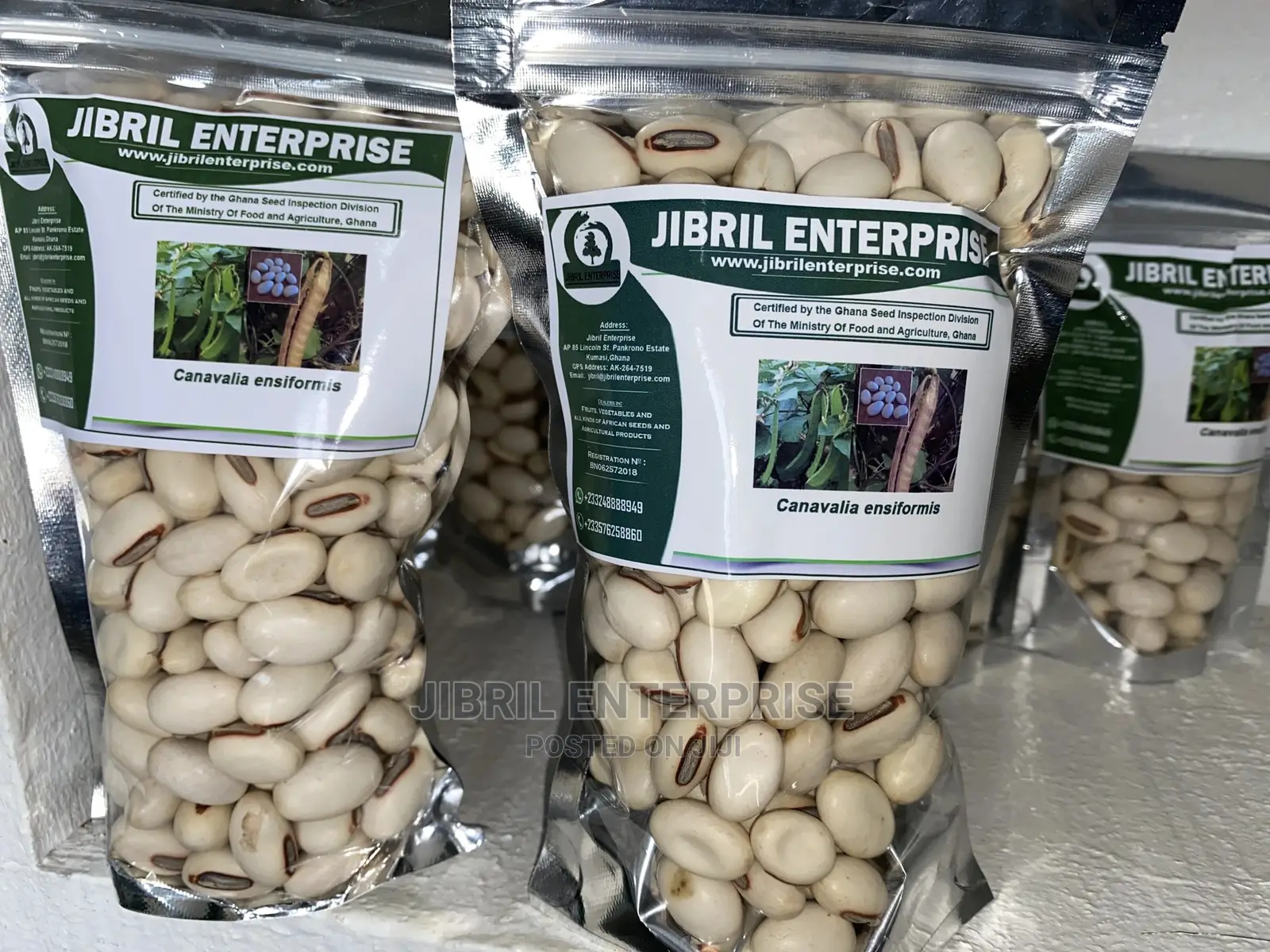 Jack Beans (Canavalia Ensiformis)