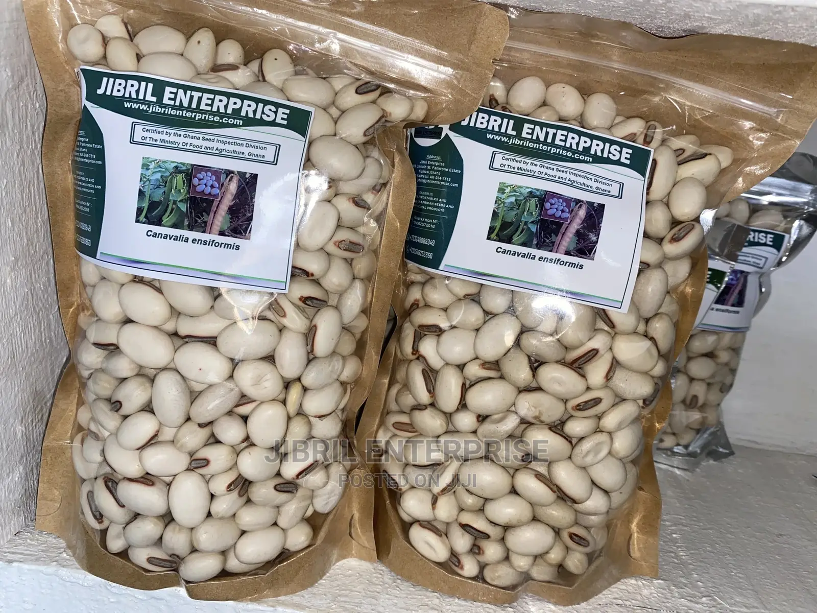 Jack Beans (Canavalia Ensiformis)
