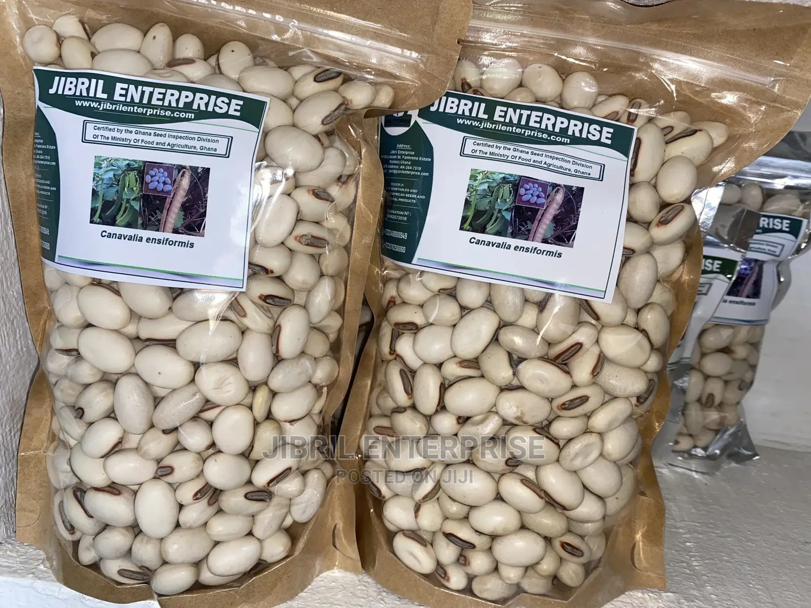 Jack Beans (Canavalia Ensiformis)