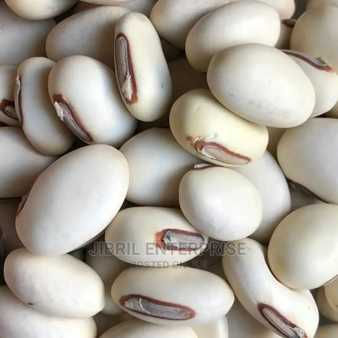 Jack Beans (Canavalia Ensiformis)