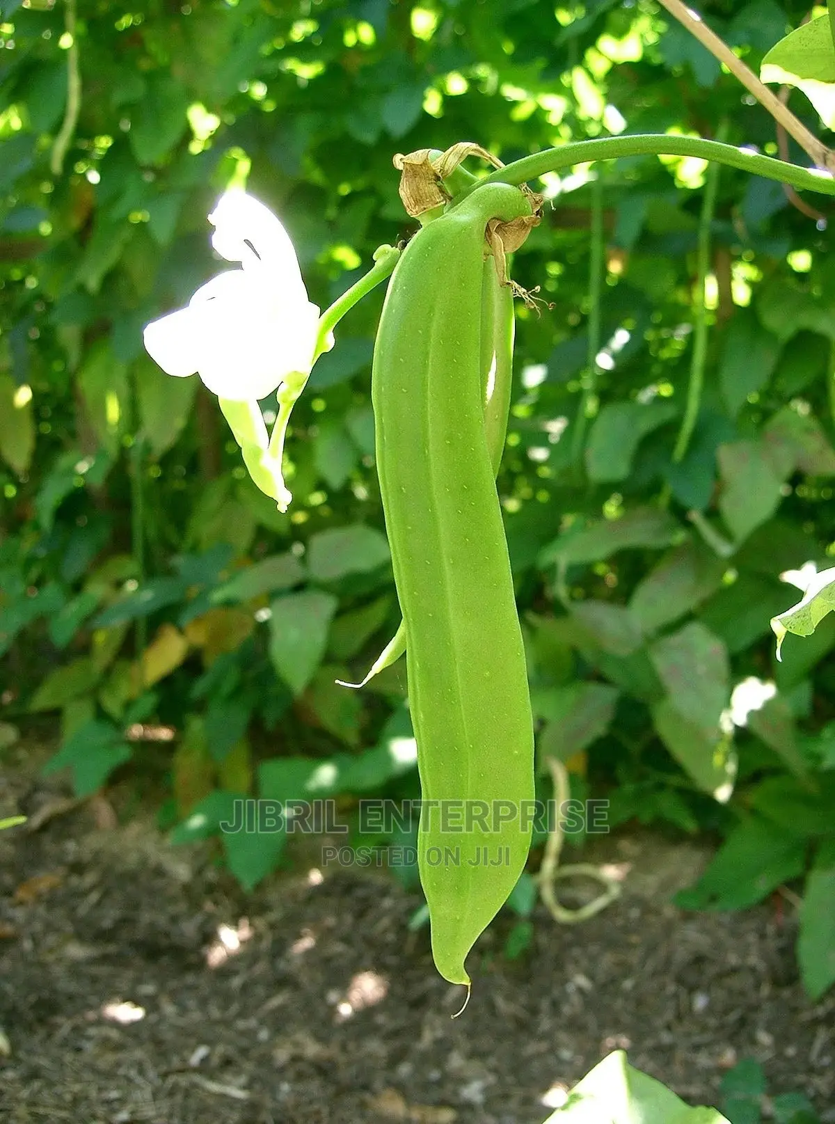 Jack Beans (Canavalia Ensiformis)