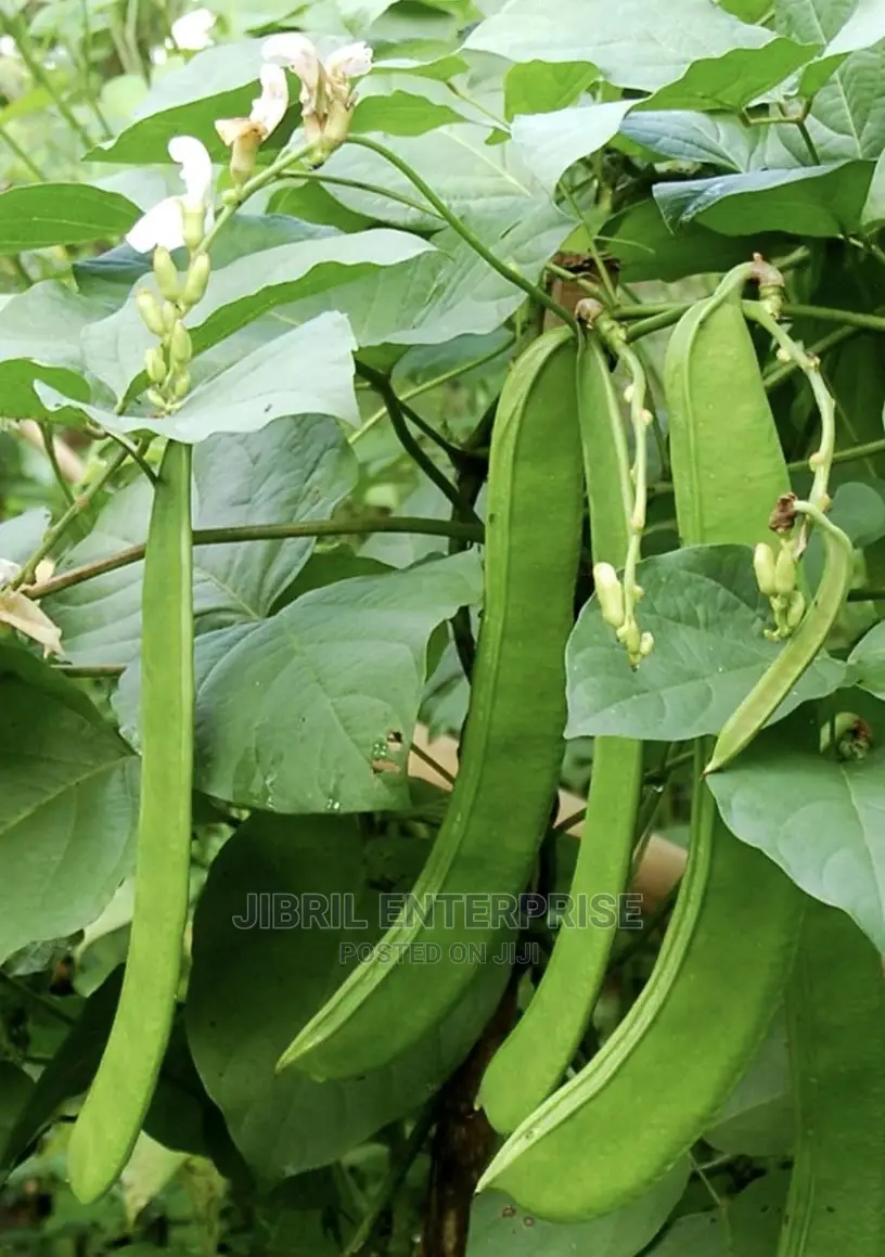 Jack Beans (Canavalia Ensiformis)