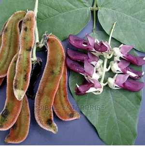 White Mucuna Pruriens, White Velvet Beans