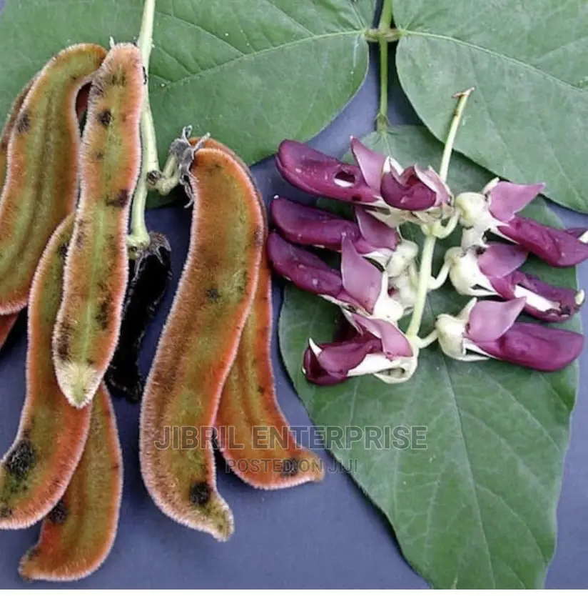 White Mucuna Pruriens, White Velvet Beans