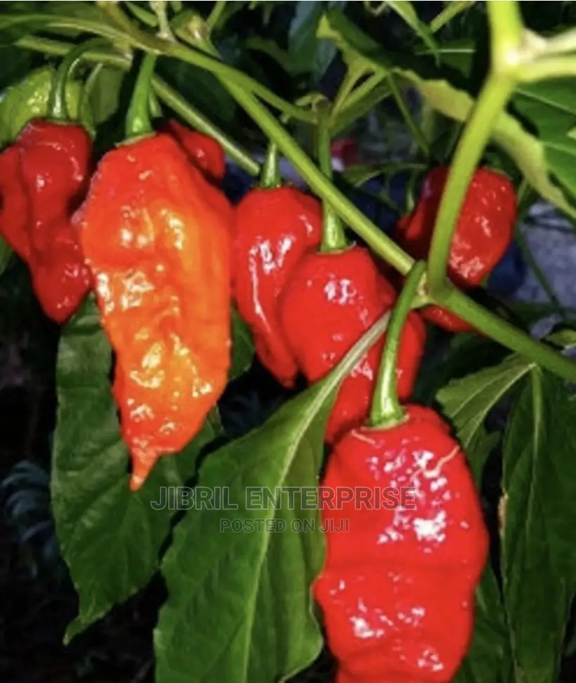 Ghost Pepper