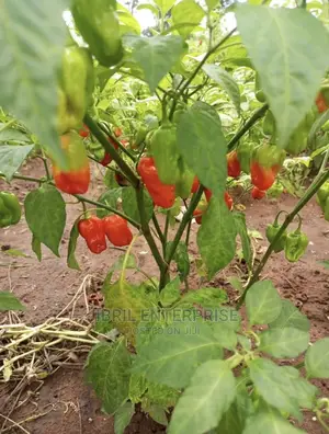 Ghost Pepper