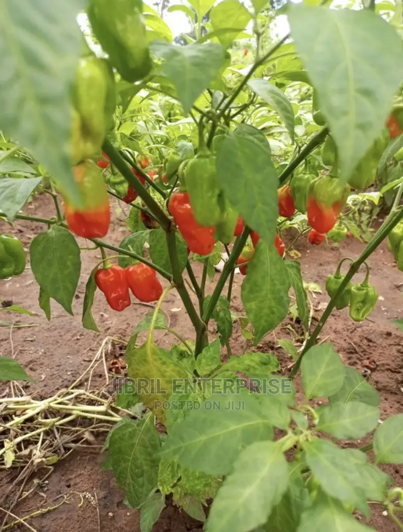 Ghost Pepper