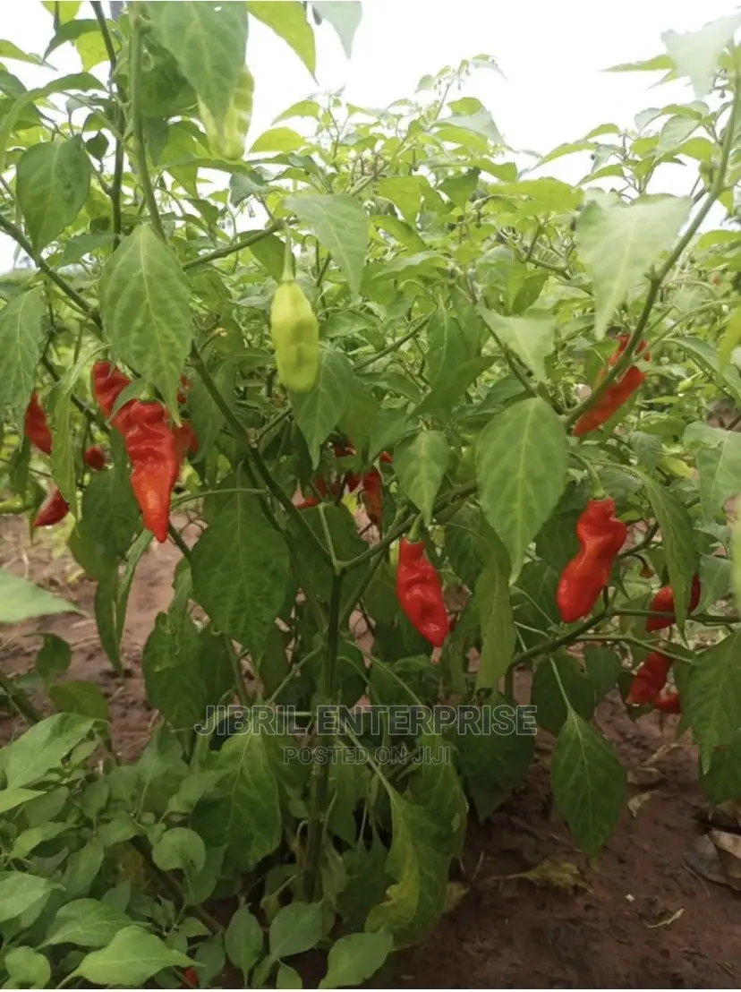 Ghost Pepper
