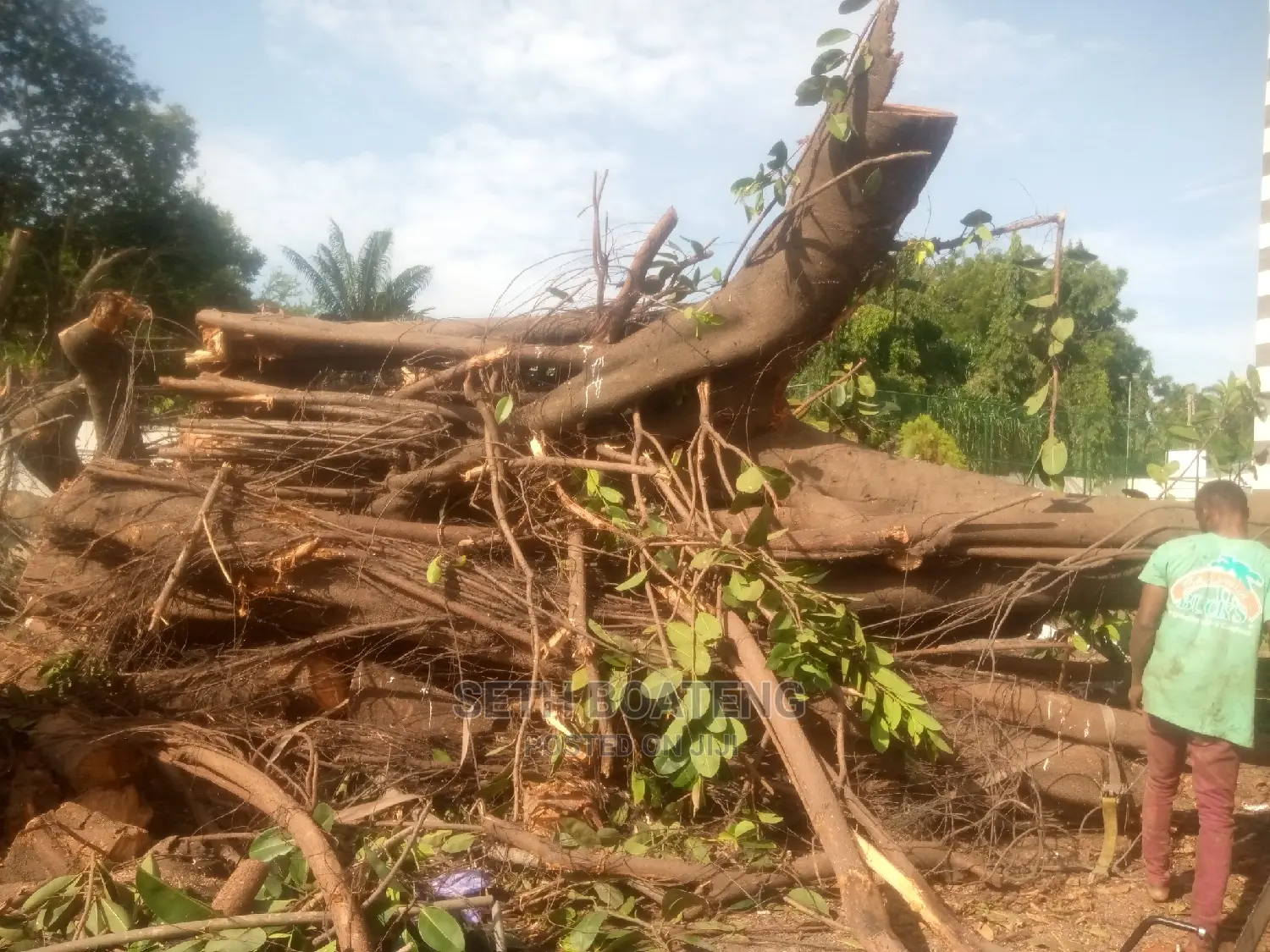 Chain Saw Operator Service
